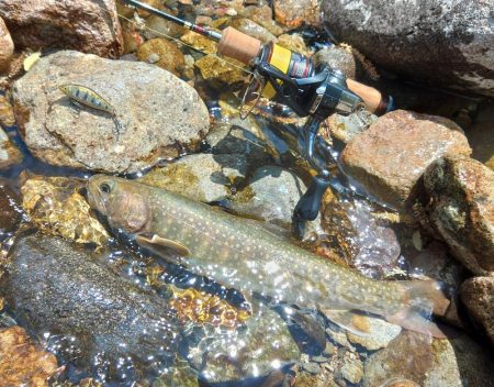 尺イワナ３本 ～九頭竜川水系～